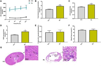 Association of Hyperuricemia With Immune Disorders and Intestinal Barrier Dysfunction